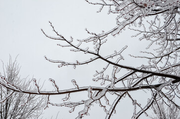 snow covered branches