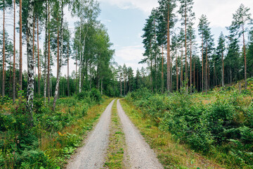 Swedish Forests &ndash; Lush Scandinavian Wilderness