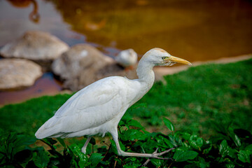 white heron