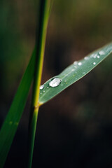 Water Droplets on Leaf – Nature Macro Photography