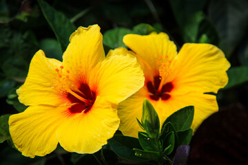 yellow flower in the garden