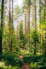 Swedish Forests – Lush Scandinavian Wilderness