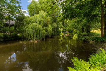 Anstau der Wesenitz mit Weide und Reflektion