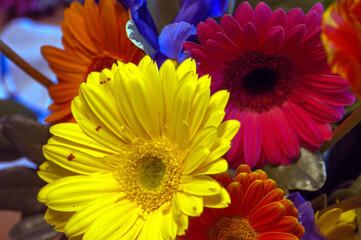 yellow and orange flowers