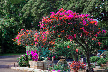 Obraz premium flowers in garden