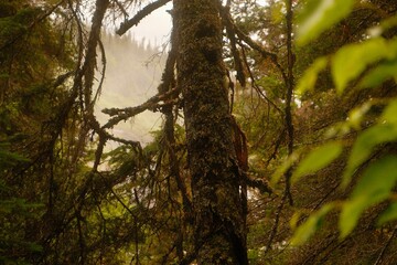 Fototapeta premium Forêt