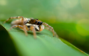 Jumping spider. A detailed photo of a cute spider. Colorful natural background.