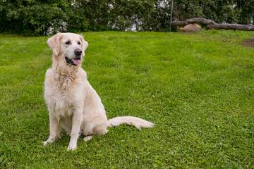 Summer day with dog: Golden Retriever sitting contentedly on bright green grass. Enjoying the calm and beauty of an outdoor natural setting