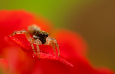 Jumping spider. A detailed photo of a cute spider. Colorful natural background.