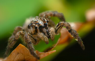 Jumping spider. A detailed photo of a cute spider. Colorful natural background.