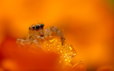 Jumping spider. A detailed photo of a cute spider. Colorful natural background.