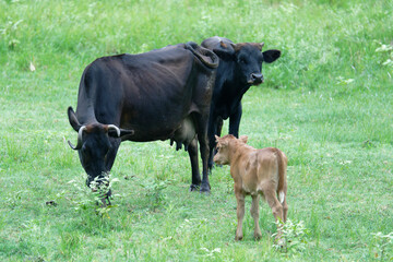 Young calf running on a green meadow