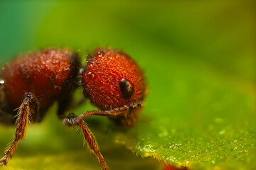 A detailed photo of a cute ant. Nature background. 