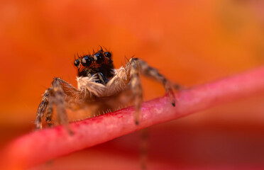 Jumping spider. A detailed photo of a cute spider. Colorful natural background.