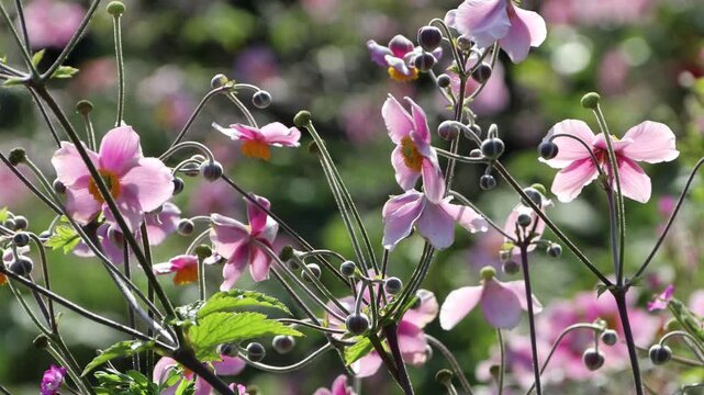 Herbst-Anemone (Anemone hupehensis)  mit rosa Bl&uuml;ten