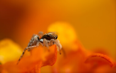 Jumping spider. A detailed photo of a cute spider. Colorful natural background.