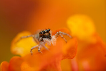 Jumping spider. A detailed photo of a cute spider. Colorful natural background.