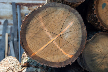 Close view of a tree stump displaying distinct growth rings and markings, captured in a lumber yard with natural light illuminating details