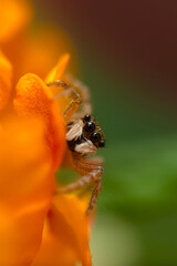 Jumping spider. A detailed photo of a cute spider. Colorful natural background.