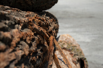 Detailed shot of weathered logs resting on a sandy shore, showcasing rich textures and colors under bright daylight
