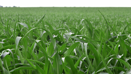 green corn leaves. Corn farm. photo of corn field. concept of good harvest, agricultural. Field of corn in spring or early summer. industrial background. close-up