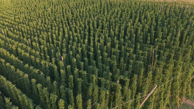 Fly with me along the Bavarian hops fields close to Pfaffenhofen region which is called the Holledau region and which is one of the biggest hops agriculture areas worldwide