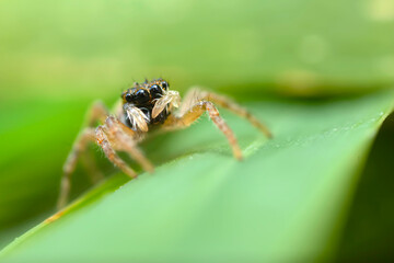 Jumping spider. A detailed photo of a cute spider. Colorful natural background.