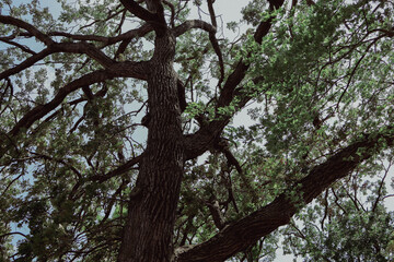 green summer wisconson branches