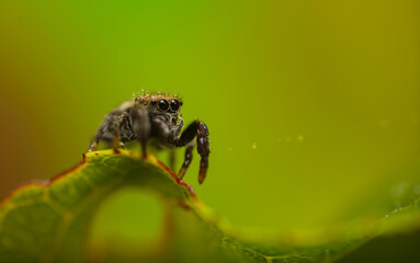 Jumping spider. A detailed photo of a cute spider. Colorful natural background.