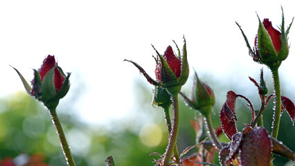 red rose. rose bush, young unblown buds in the garden. flowers and buds of red roses in drops of dew, after rain. beautiful flowers for a holiday, close-up, gentle natural blurred background