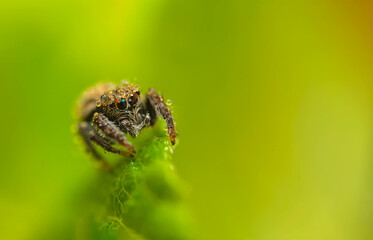 Jumping spider. A detailed photo of a cute spider. Colorful natural background.