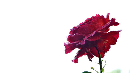 Red rose flower. rose isolated on background, close-up. Red rose flower with water drops after rain or morning dew. magic, Plant care, landscaping, holiday gift for a girl. space for text © Oleksandr Filatov