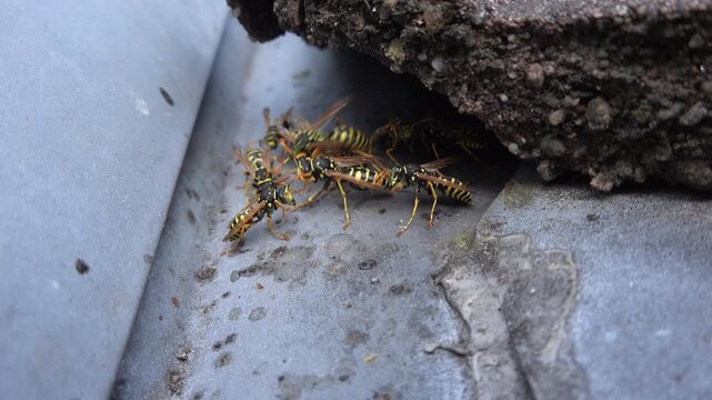 Haus-Feldwespen (Polistes dominula) versammeln sich vor ihrem Nest, das unter einem Dachziegel ist