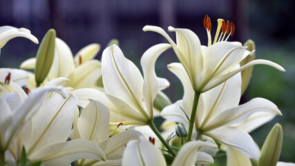 Lilium White Lily Field Beautiful