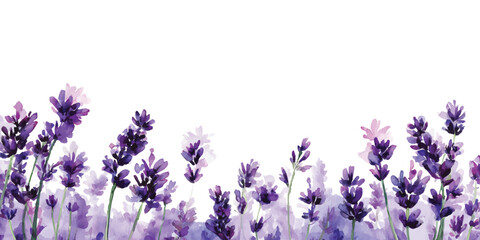 Naklejka premium Watercolor field of purple lavender flowers border isolated on transparent background