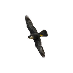 Fototapeta premium Flying eagle isolated on white, wildlife bird concept perfect for freedom symbol, patriotic themes, nature, strength and outdoor branding