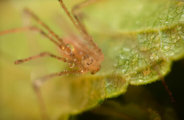Spider. Close up nature. Nature background. 