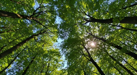 Obraz premium Looking up at the green tops of trees. 