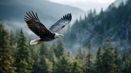 Obraz premium A majestic bald eagle soars with outstretched wings over a misty, forested mountain landscape. The image symbolizes freedom, power, nature, and the wild beauty of the outdoors.