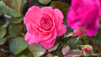pink rose flower background. Red roses on a bush in the garden, close-up. bouquet of flowers. beauty of nature, delicate flowers, bouquet of roses as a gift. symbol of love. rose garden