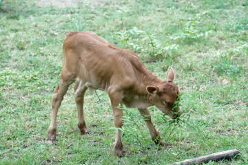 Young calf running on a green meadow