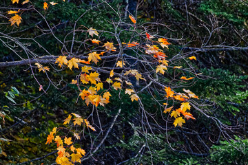 Colorful maple seen in the evergreen background