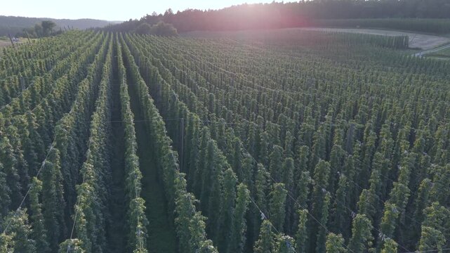 Fly with me along the Bavarian hops fields close to Pfaffenhofen region which is called the Holledau region and which is one of the biggest hops agriculture areas worldwide