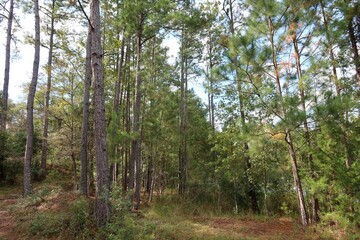 Beautiful landscape on North Florida forest