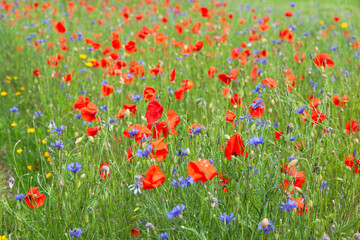Green field with wild flowers poppies.