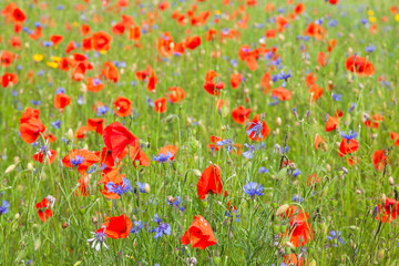Green field with wild flowers poppies.