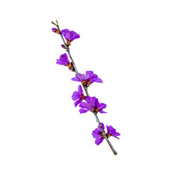 Obraz premium Vibrant Purple Flowering Plant Branch, Isolated on Black: Elegant Creeper Vine Stock Photo.