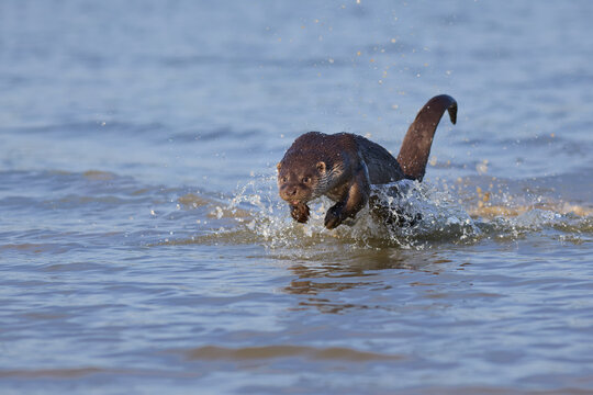 River otter jumps in the water - Powered by Adobe