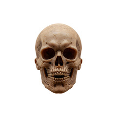 Human Skull Front View &ndash; Realistic Bone Anatomy for Science or Horror