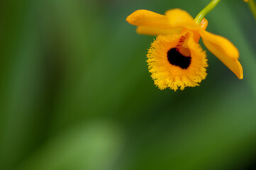 orquidea